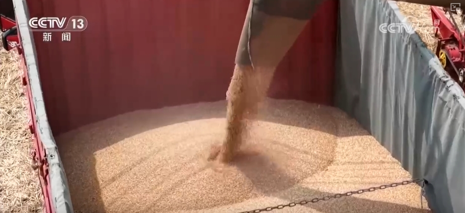 “九成熟十成收；十成熟一成丟” 小麥幾收最好？科普“三夏”新知(圖1)