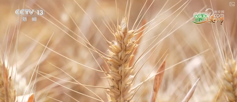 “九成熟十成收；十成熟一成丟” 小麥幾收最好？科普“三夏”新知(圖2)