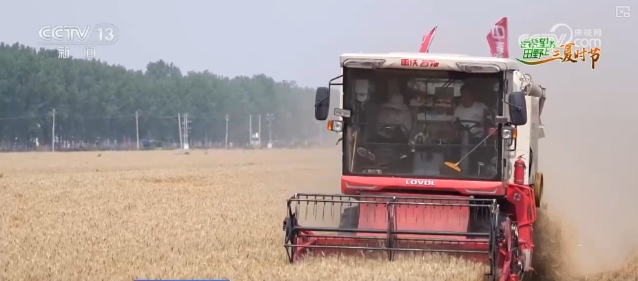 “九成熟十成收；十成熟一成丟” 小麥幾收最好？科普“三夏”新知(圖3)