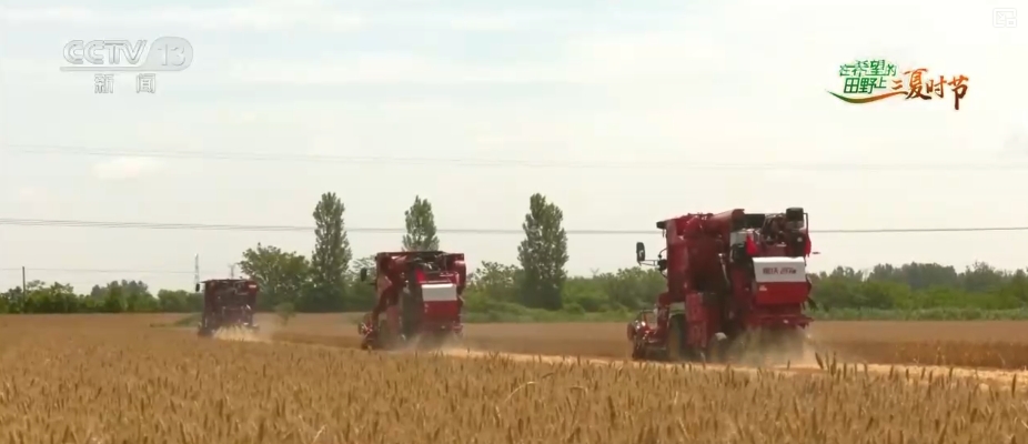 “九成熟十成收；十成熟一成丟” 小麥幾收最好？科普“三夏”新知(圖4)