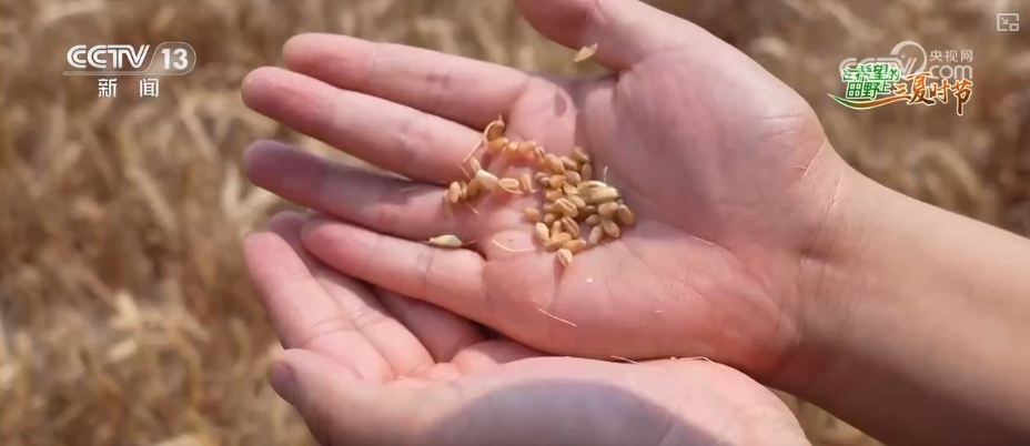 “九成熟十成收；十成熟一成丟” 小麥幾收最好？科普“三夏”新知(圖5)