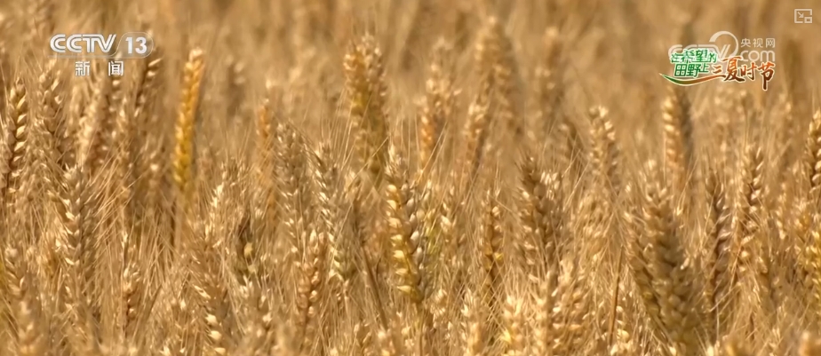 “九成熟十成收；十成熟一成丟” 小麥幾收最好？科普“三夏”新知(圖6)