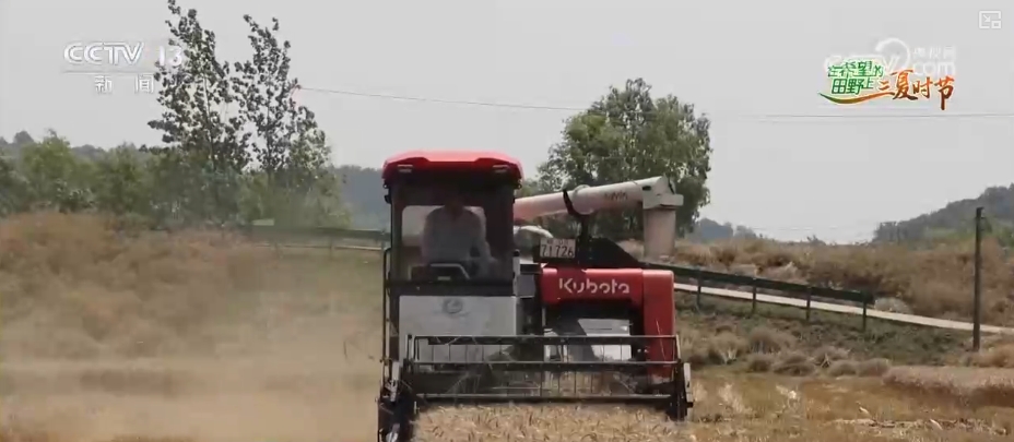 “九成熟十成收；十成熟一成丟” 小麥幾收最好？科普“三夏”新知(圖7)