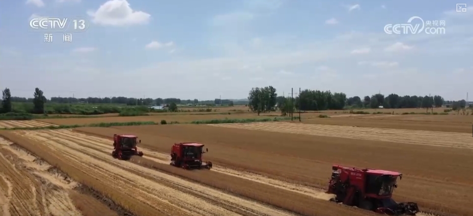 “九成熟十成收；十成熟一成丟” 小麥幾收最好？科普“三夏”新知(圖8)